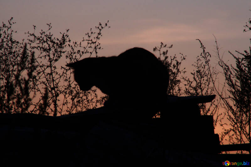 A silhouette of cat at dusk  №2871
