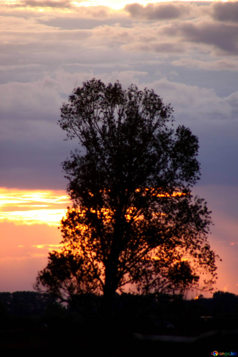  Árbol de la puesta del sol los rayos de nube  №2786