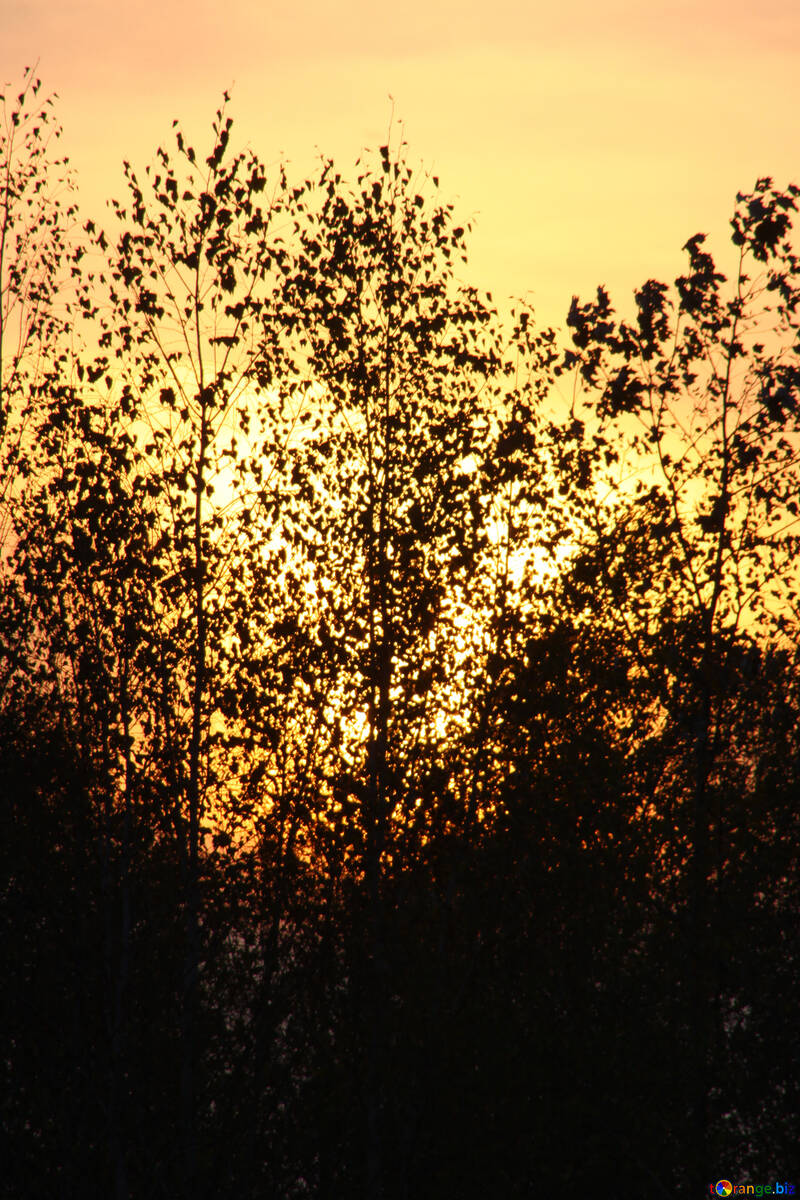 Papier peint : feuilles  dans coucher du soleil №2701