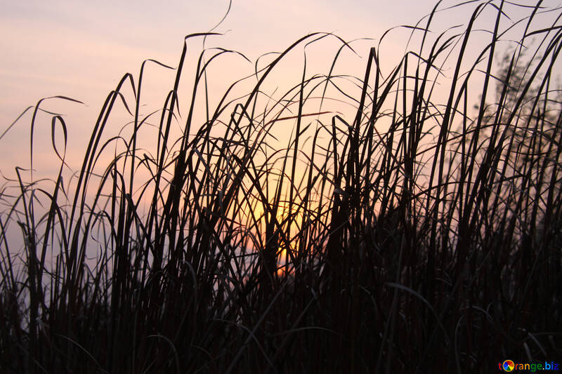  Rushes at sunset  №2711