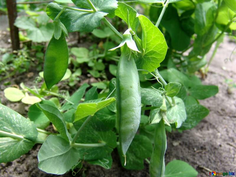 Yield of peas №2417