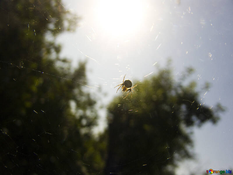 La araña en la telaraña en el sol №2781