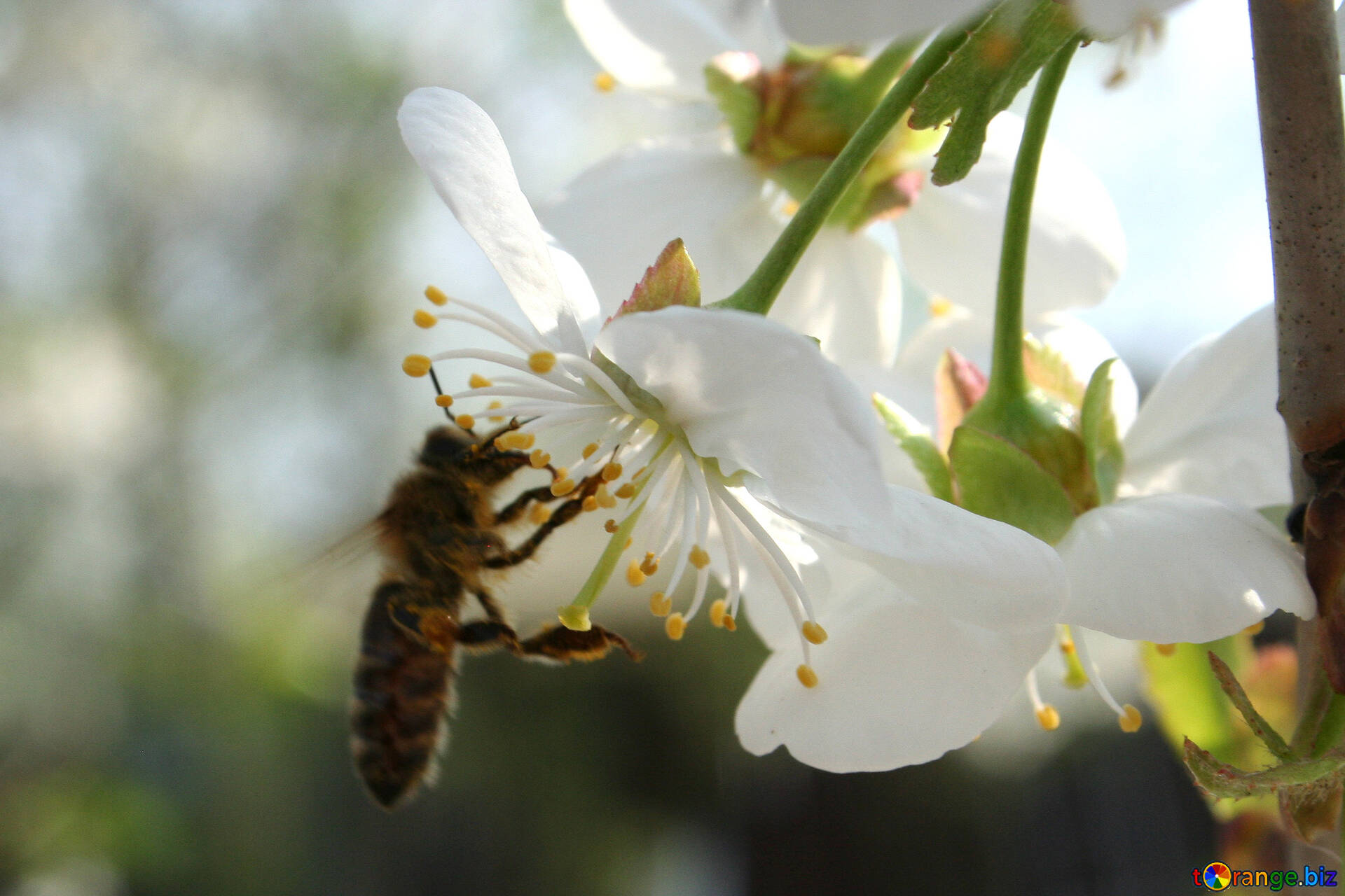 Нектар фото. Пчела собирает нектар. Пчела собирает нектар с цветка. Пчелин Nektar. Плела собирает нектар.
