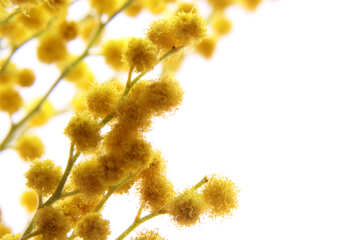 Background congratulation mimosa №20478