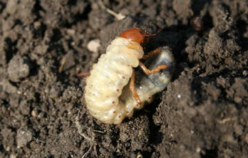 Larva de besouro №20462