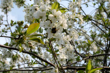 Pollination cherries №20523