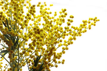 Bouquet of mimosa №20475