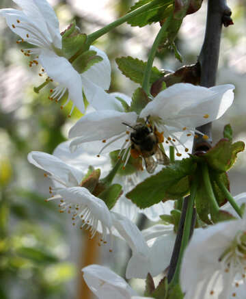 桜の開花に蜂 №20526