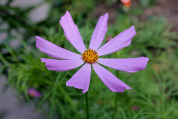 Cosmos flower №20656