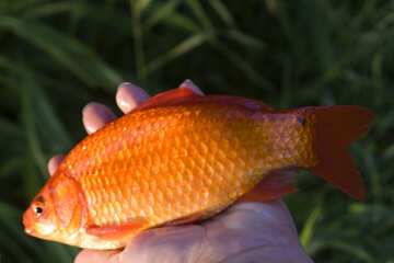 Bright Fish №20061