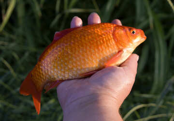 Catch Gold Fish №20062