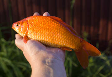 Peixe dourado №20064