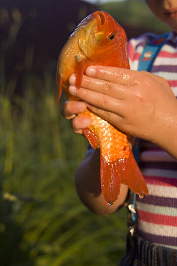Goldfish №20068