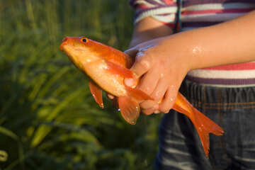 Goldfish in children`s hands №20070