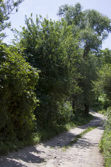 Die Straße entlang dem Wald №20038