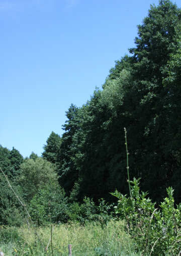 Wald-Kanten №20236