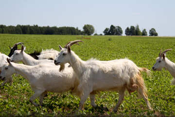 Goats №20313