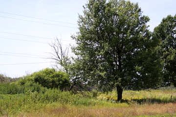 Baum im Feld №20310