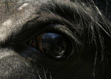 Occhio del cavallo №20444
