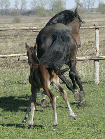 Horse playing with foal №20423