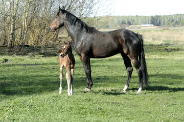 The foal is walking with horse №20426