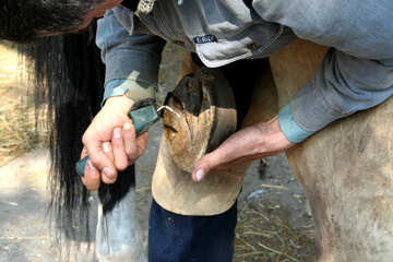 Cleaning the hooves №20452