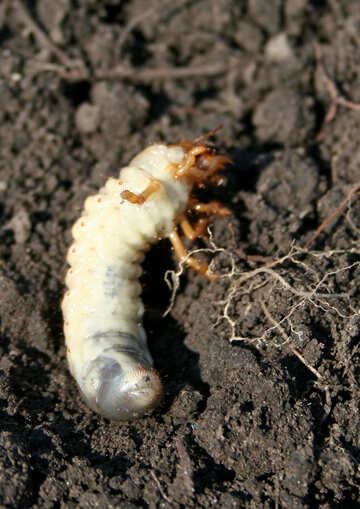 The larva eats the roots of plants №20465