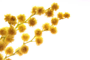 Mimosa isolated on white background №20476