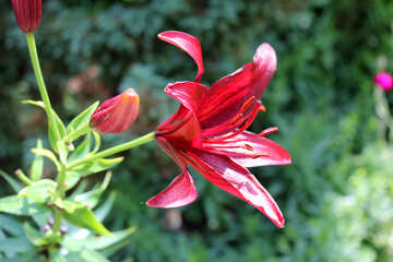Bright Lily №20662