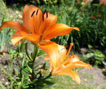 Large lily №20604