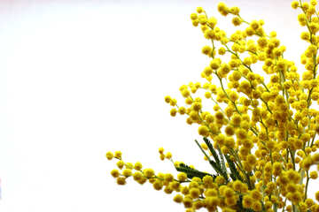 Branch of mimosa №20469