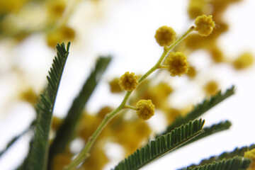 Flor de Mimosa №20486