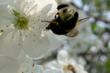 Bumble bee pollinating flower №20520