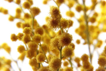 Mimosa flower macro №20495