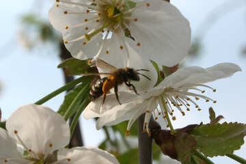 Una abeja que recoge el polen №20531