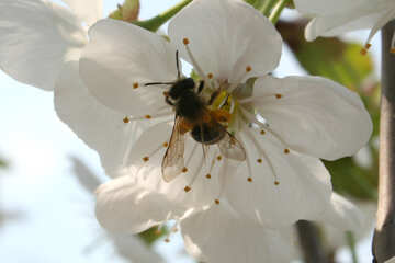 Une abeille recueille le nectar №20533