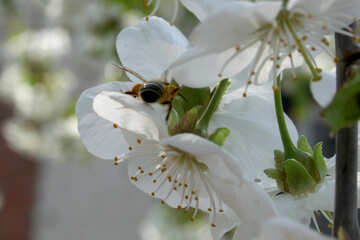 Бджола повзає по квітці №20524