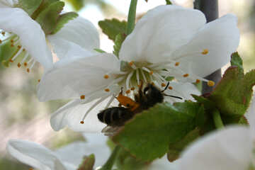 Biene Crawls in voller Blüte №20528
