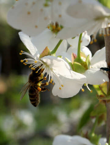 Бджола у квітці №20516
