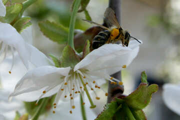 Bee on flower №20525