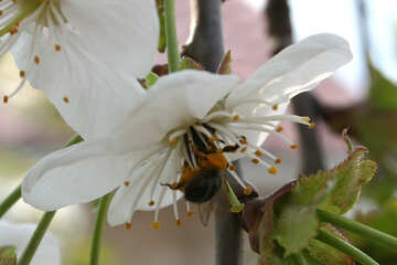 Bee in flower №20529