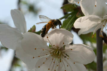 Abeille avec du pollen sur leurs pattes №20532