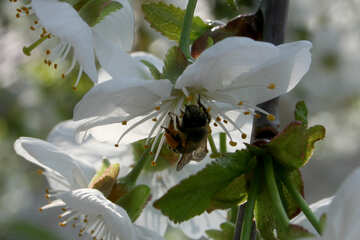 Una flor de polinizadores de abeja №20527
