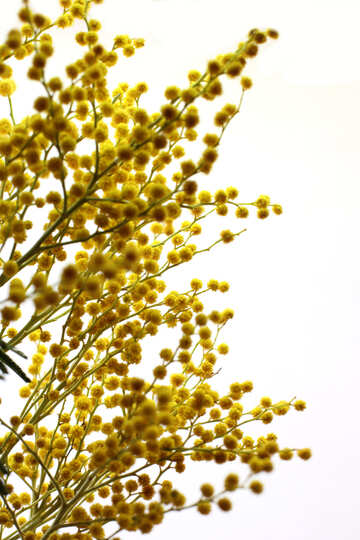 Mimosa-Blumen №20501