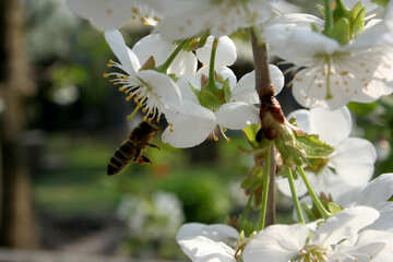 Biene auf Blume №20517
