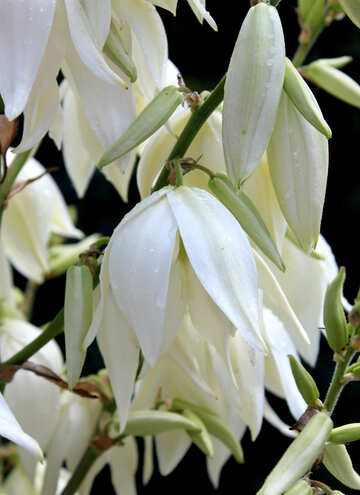 Beautiful white flower №20669