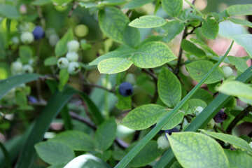 Berries on the bush №20614