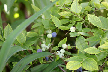 Berries in the bush №20615