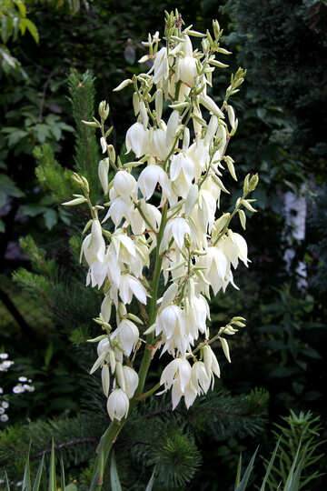 Tall white flower №20670