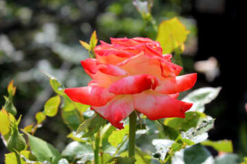 Beautiful rose №20641